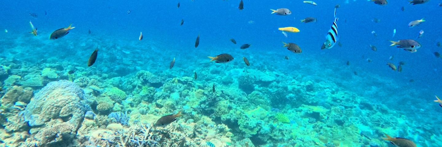 Poki_Okinawa's profile banner image