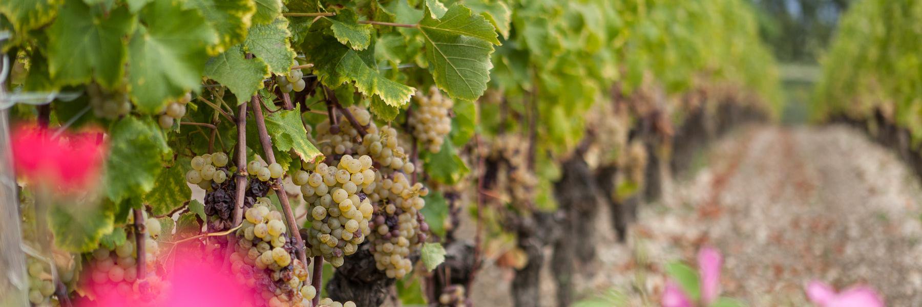 BordeauxKitchen's profile banner image