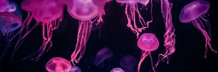 guizz1nn__'s profile banner image