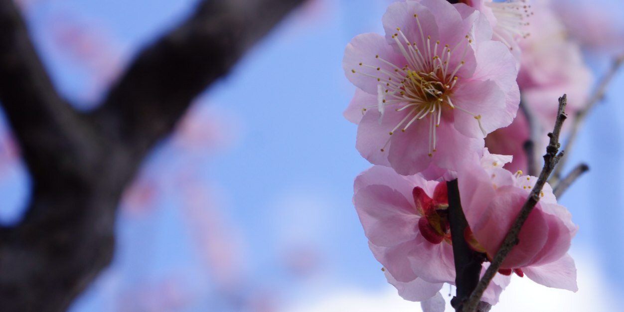 Naru_my's profile banner image