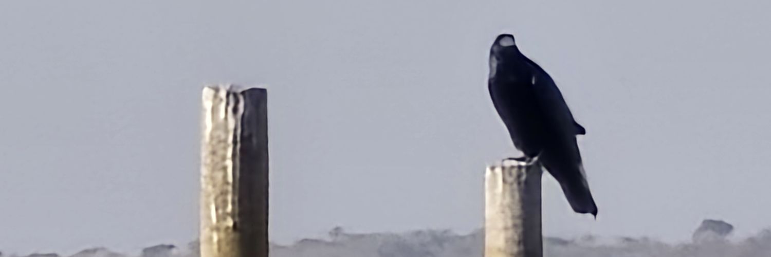 Pedro Jacob banner