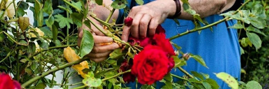 George M Blecher banner