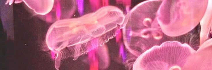 Ally | THE FUTURE IS FRESH banner