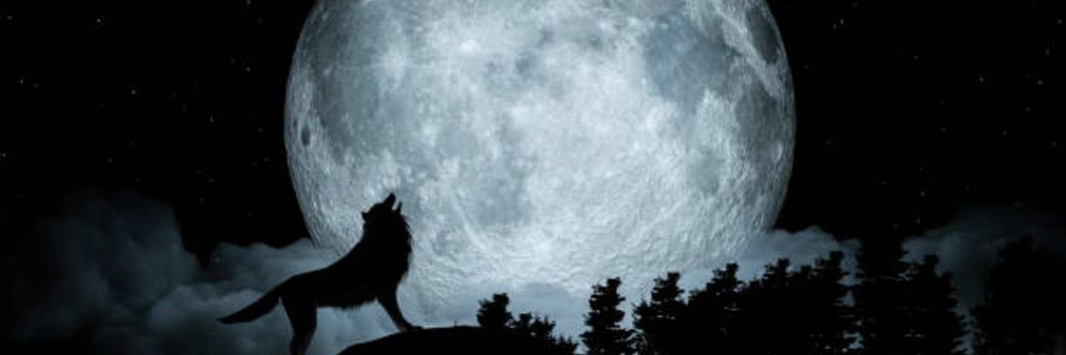 Lobo solitario banner