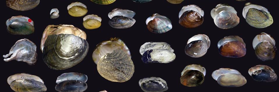 Kevin Cummings banner