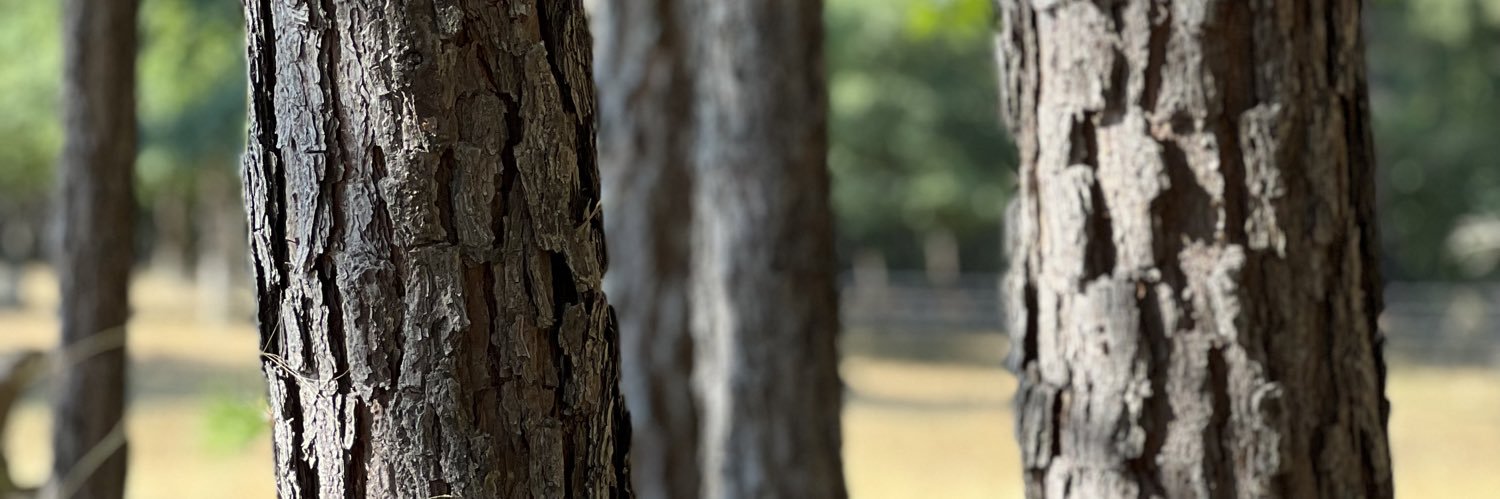 pinegroveguild's profile banner image