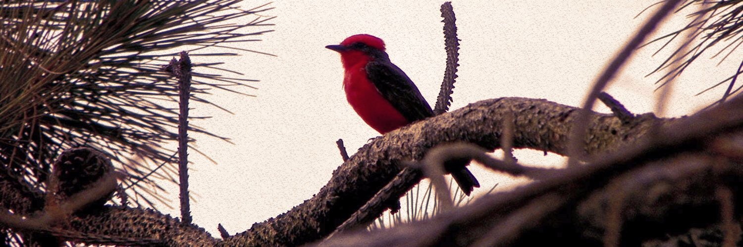 Pablo Fierro C. (Mateteag) banner