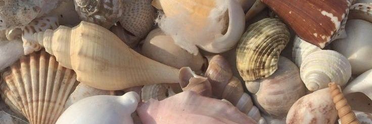 𝙈𝙚𝙪 𝙣𝙤𝙢𝙚 é 𝘼𝙡𝙚 banner