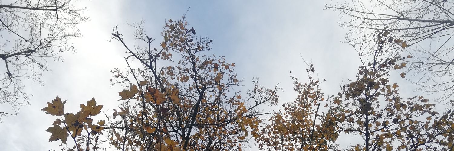 lory banner