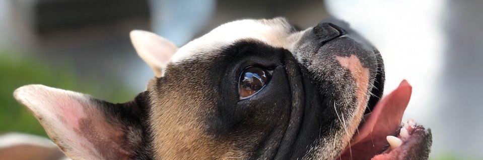 leanjoletto's profile banner image