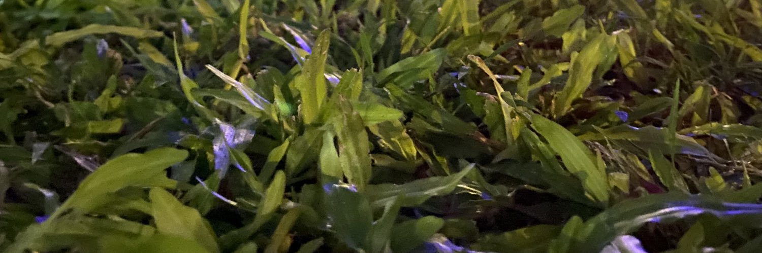 Emma Thomas banner
