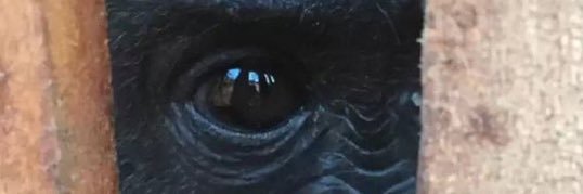 Rhinocerodon's profile banner image