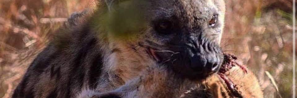 Hyenas Coin banner