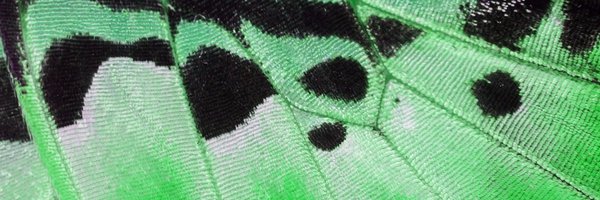 AshCenter Profile Banner