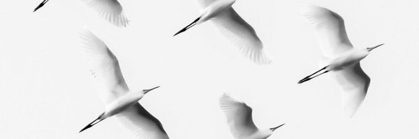 javad_rostami_a Profile Banner