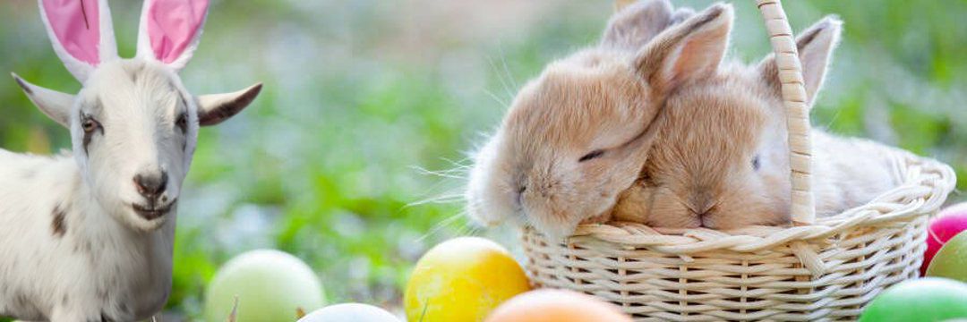 Easter Bunny banner