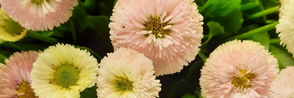 PaulaUsero Profile Banner