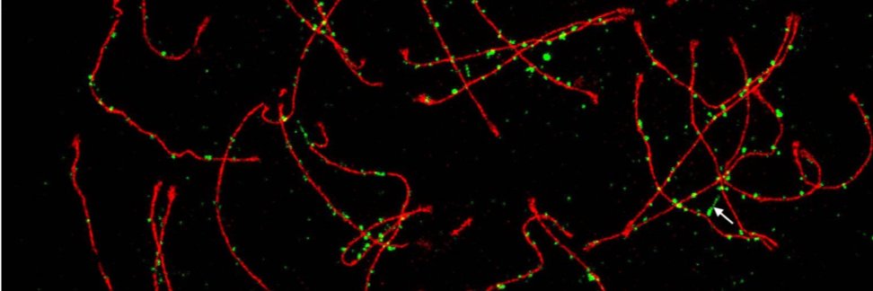 Borde Lab's banner