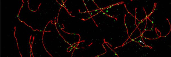 lab_borde Profile Banner
