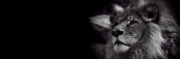 midodoha3's profile banner image