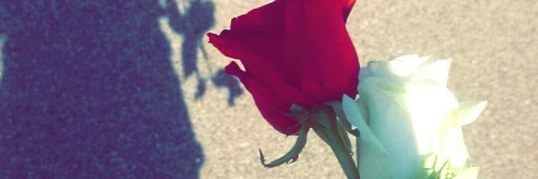 zapa 🌸 banner
