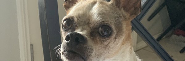 TurtleSprints Profile Banner