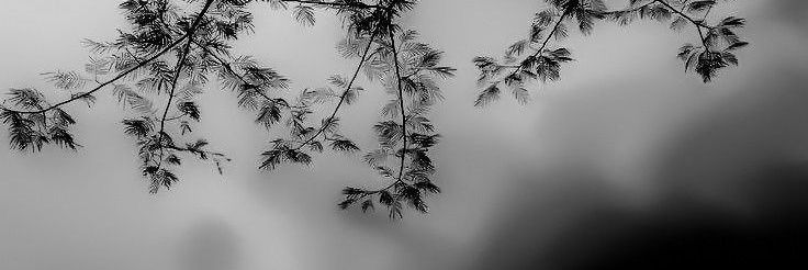 livis | arirang banner