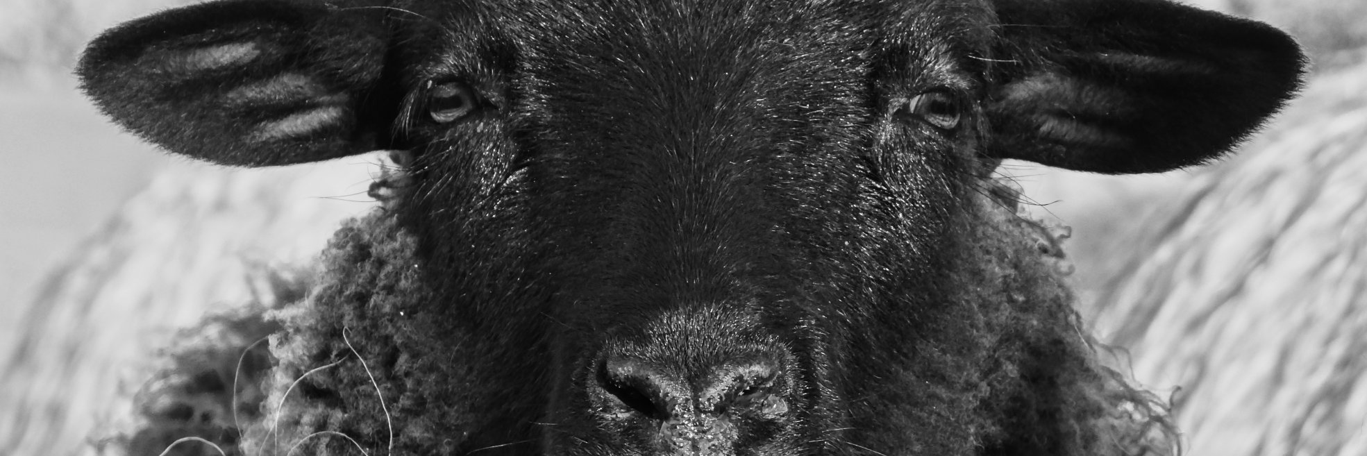 blacksheep_DS's profile banner image