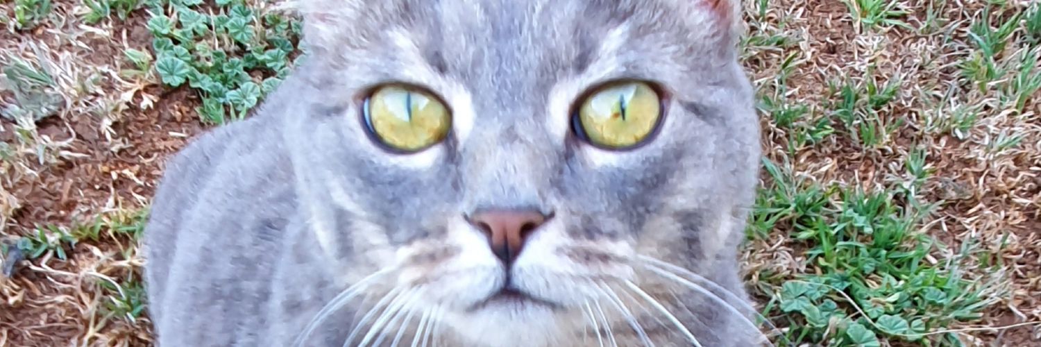 NatalieRadfor10's profile banner image