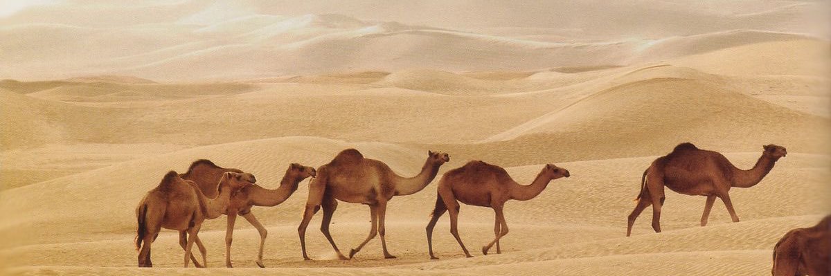 ريان البلادي | Rayan Albeladi banner