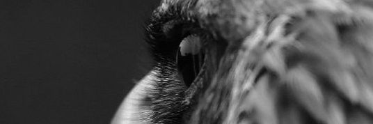 oktayevsky's profile banner image