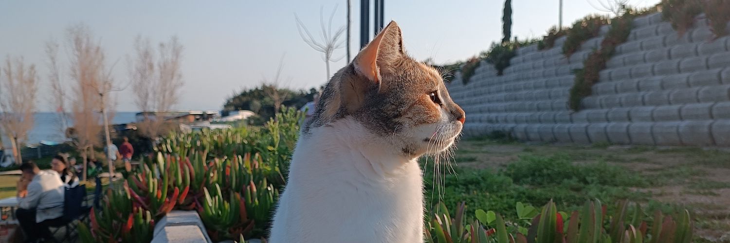 Sukfsz's profile banner image