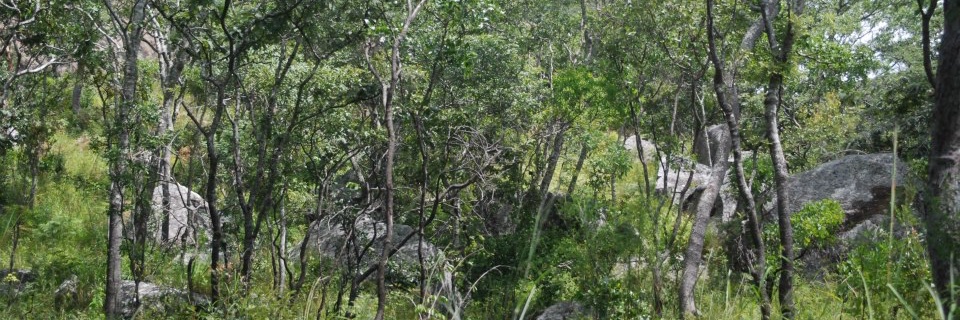 Gabriel Jamie banner