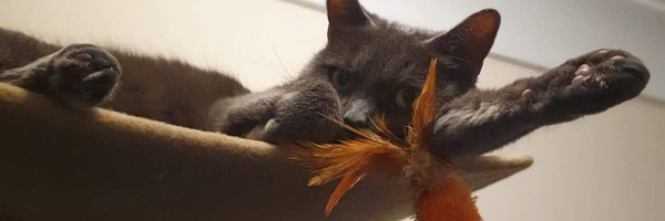 Boba_Catt Profile Banner