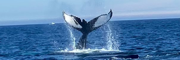 Courtney Cronin banner