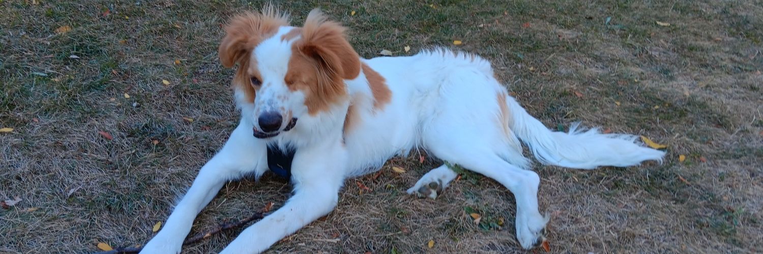 Sue 🆘 ❤️🤍💙 banner