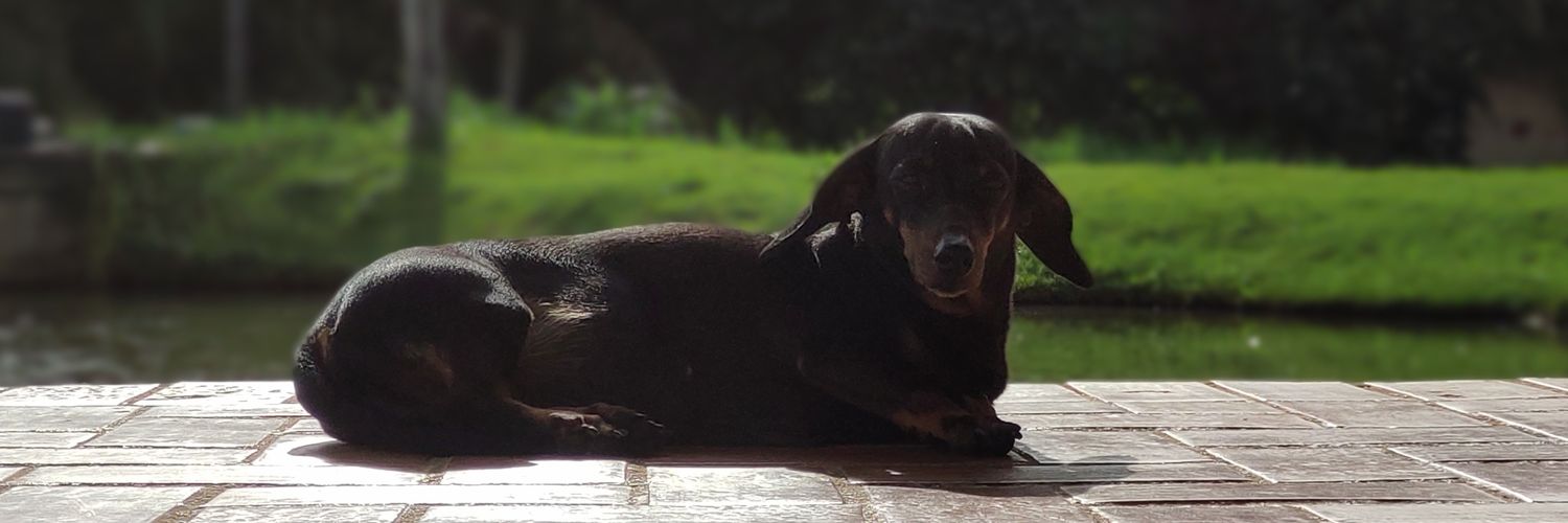 pperilo's profile banner image