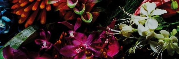 dojiemamiko's profile banner image