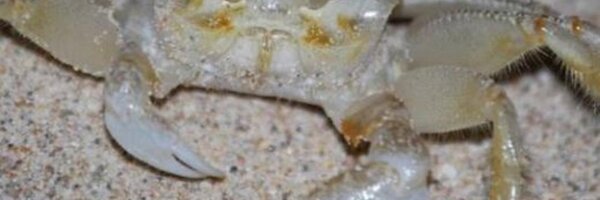 thoughtcrew Profile Banner