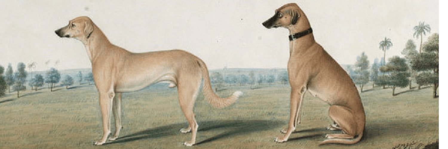 ceylonstreetdog's profile banner image