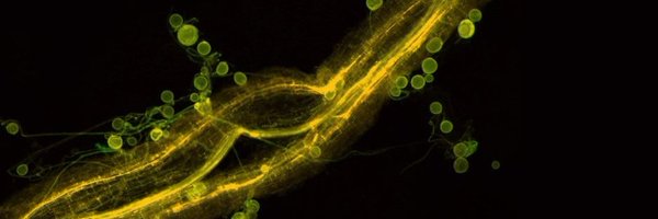 MBU_AVCR Profile Banner