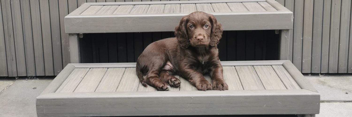 Norman The Spaniel banner