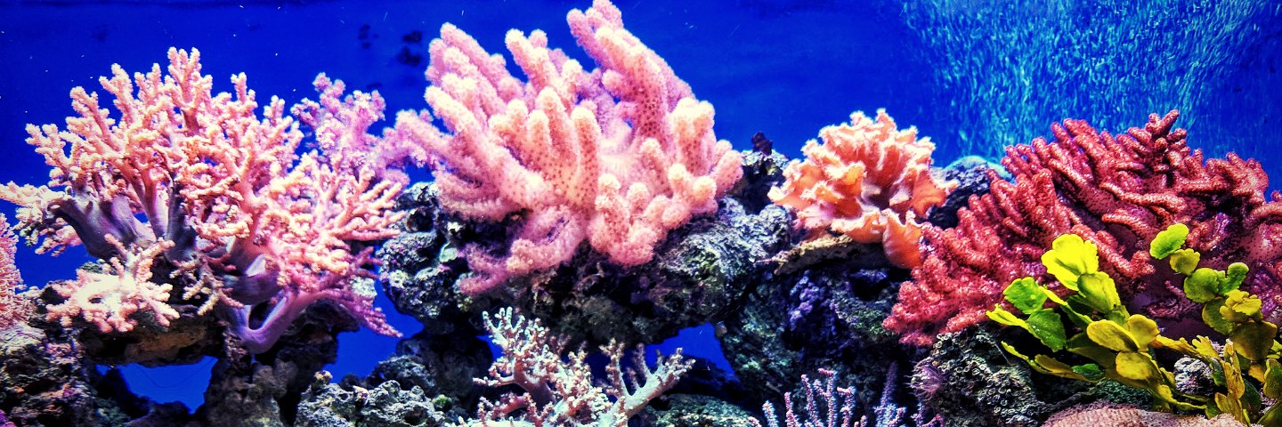 Reefgen banner