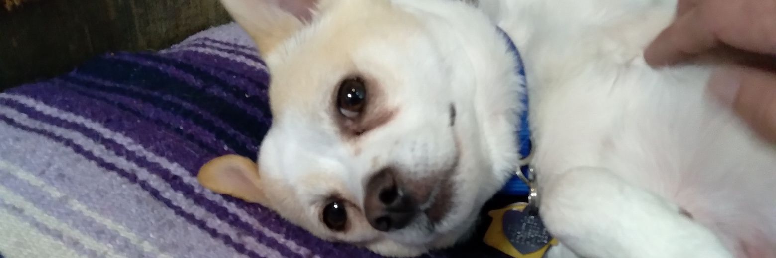 Fraction_Dog's profile banner image