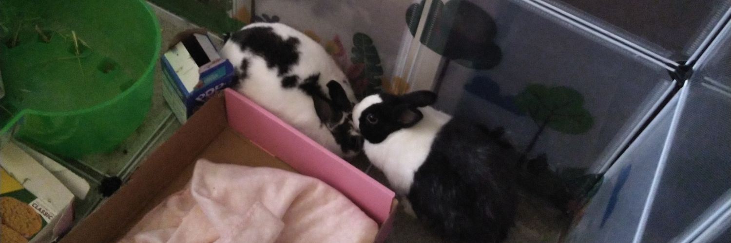pepperbunnypix's profile banner image