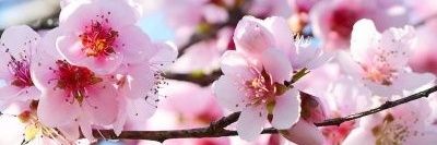 Daniela🌸👠 banner