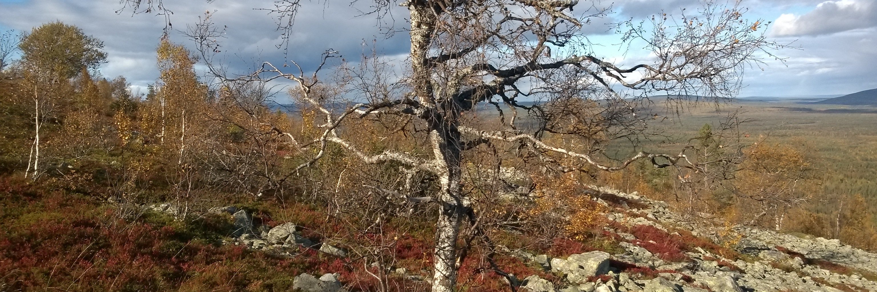heikkirolf's profile banner image
