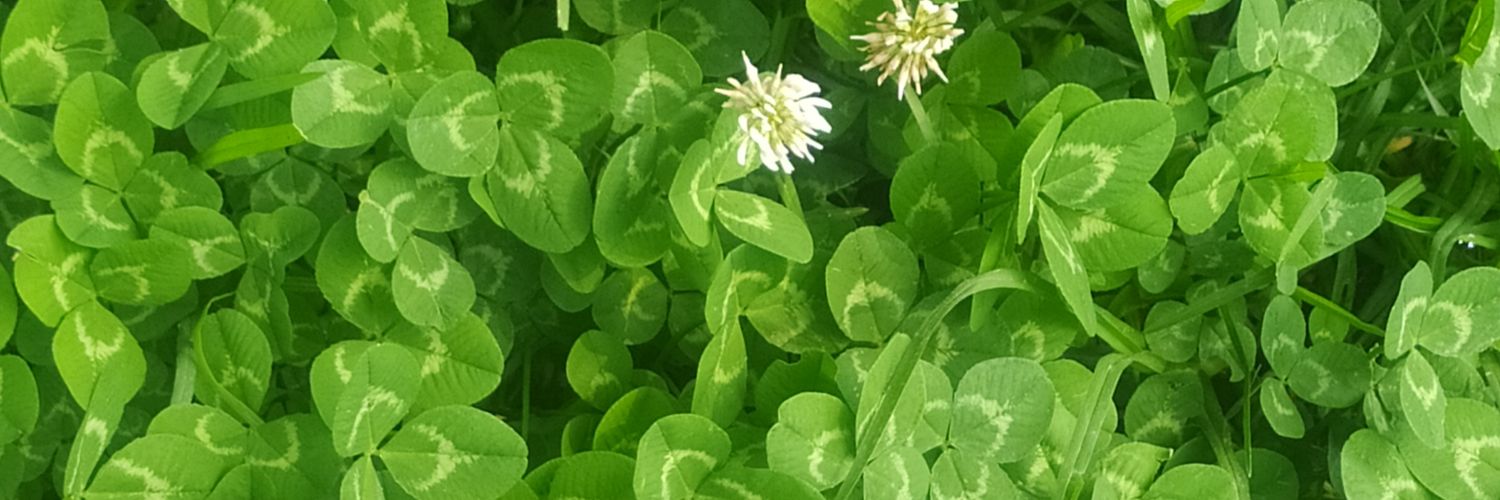 LeXeZzZ's profile banner image