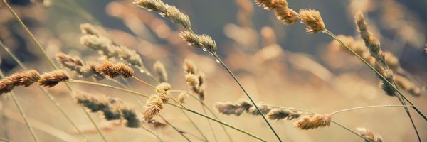 CCDH_Maryland Profile Banner