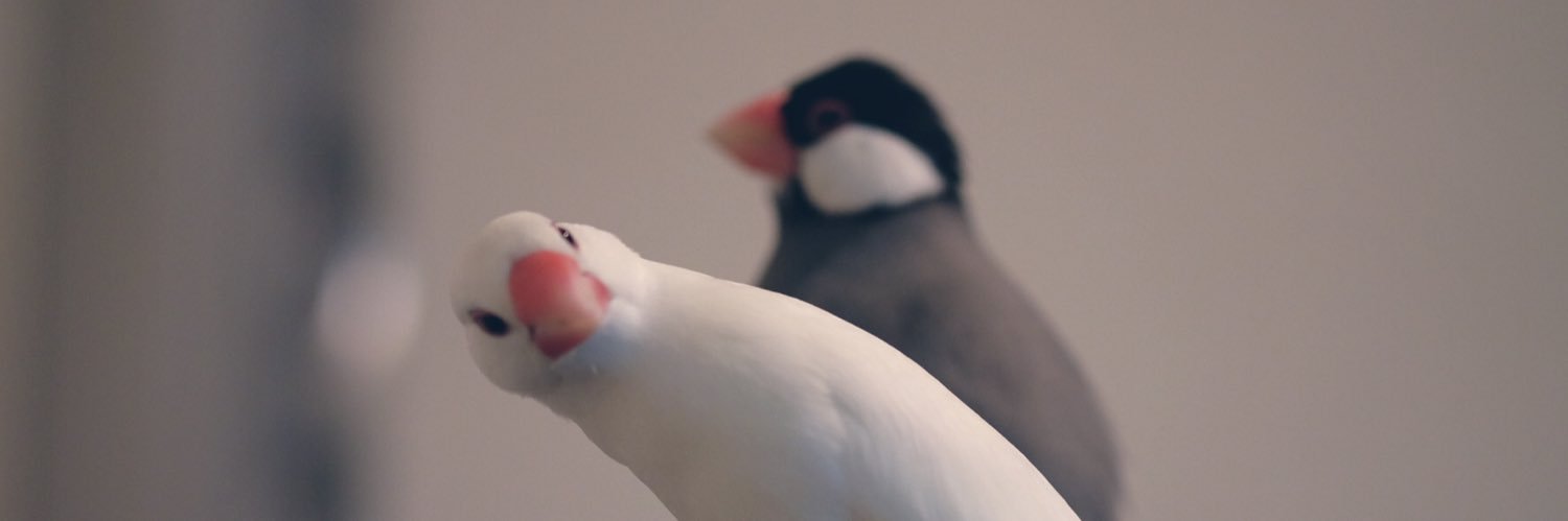 schocacola's profile banner image